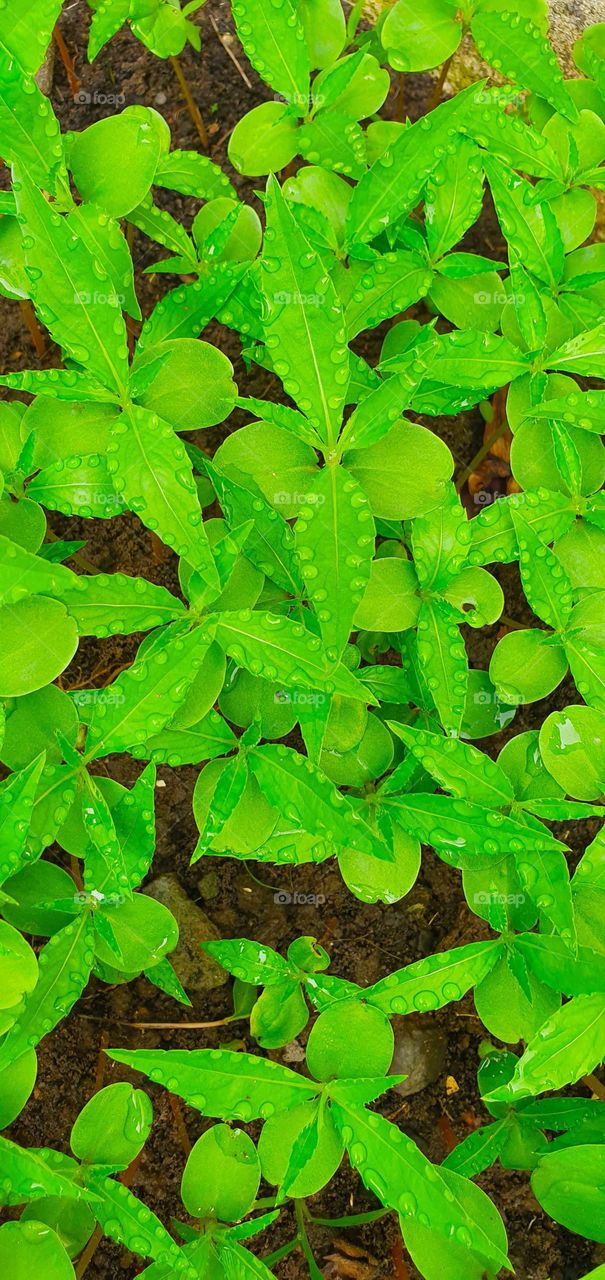 tiny balsam sapling after a rain shower... naturally distribution of water on the sides of the leaves is appealing.