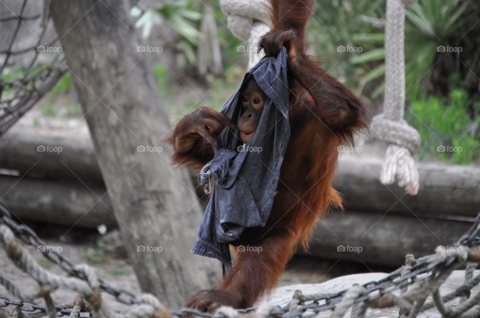 Orangutan