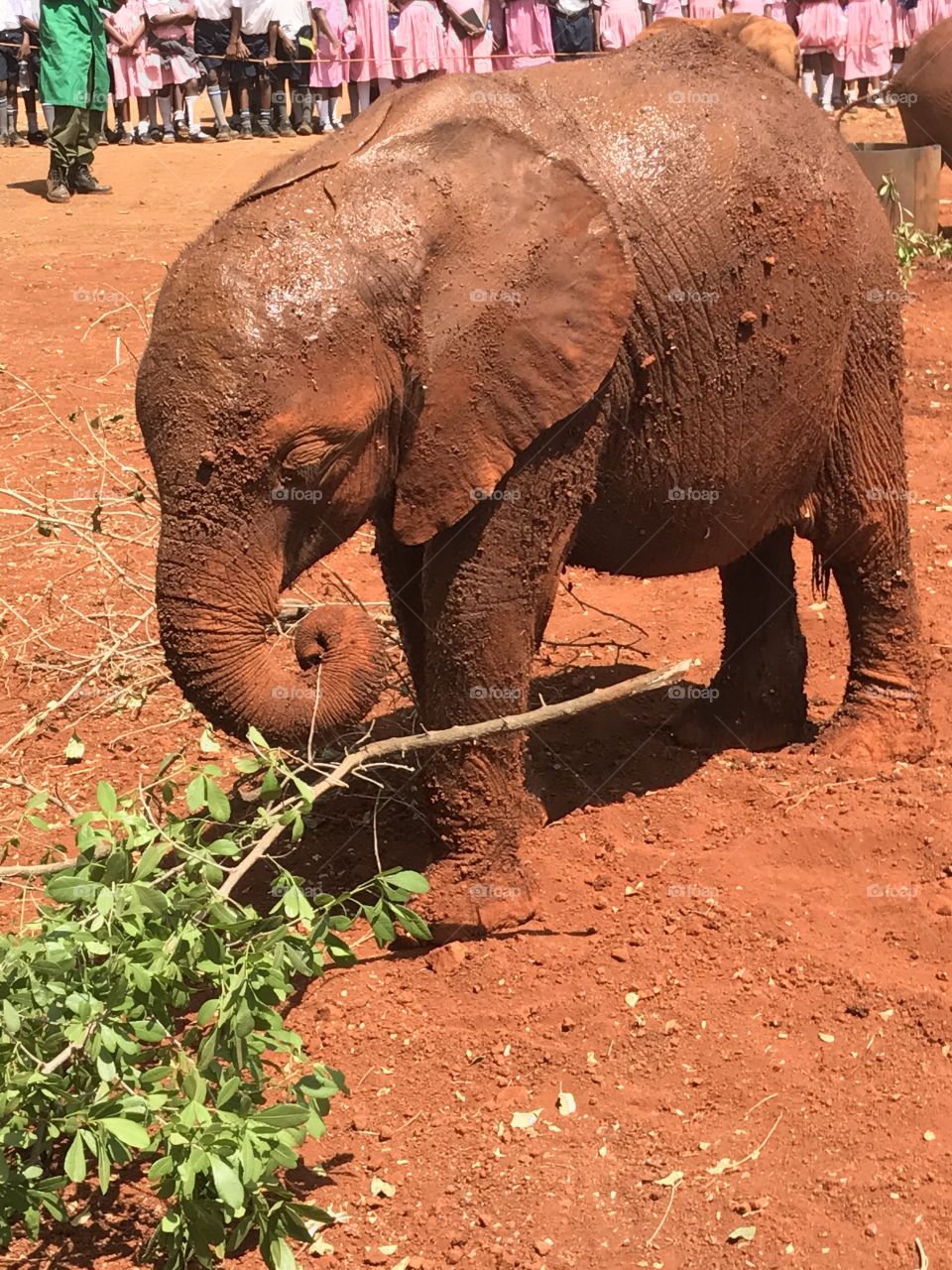 Baby elephant eating 