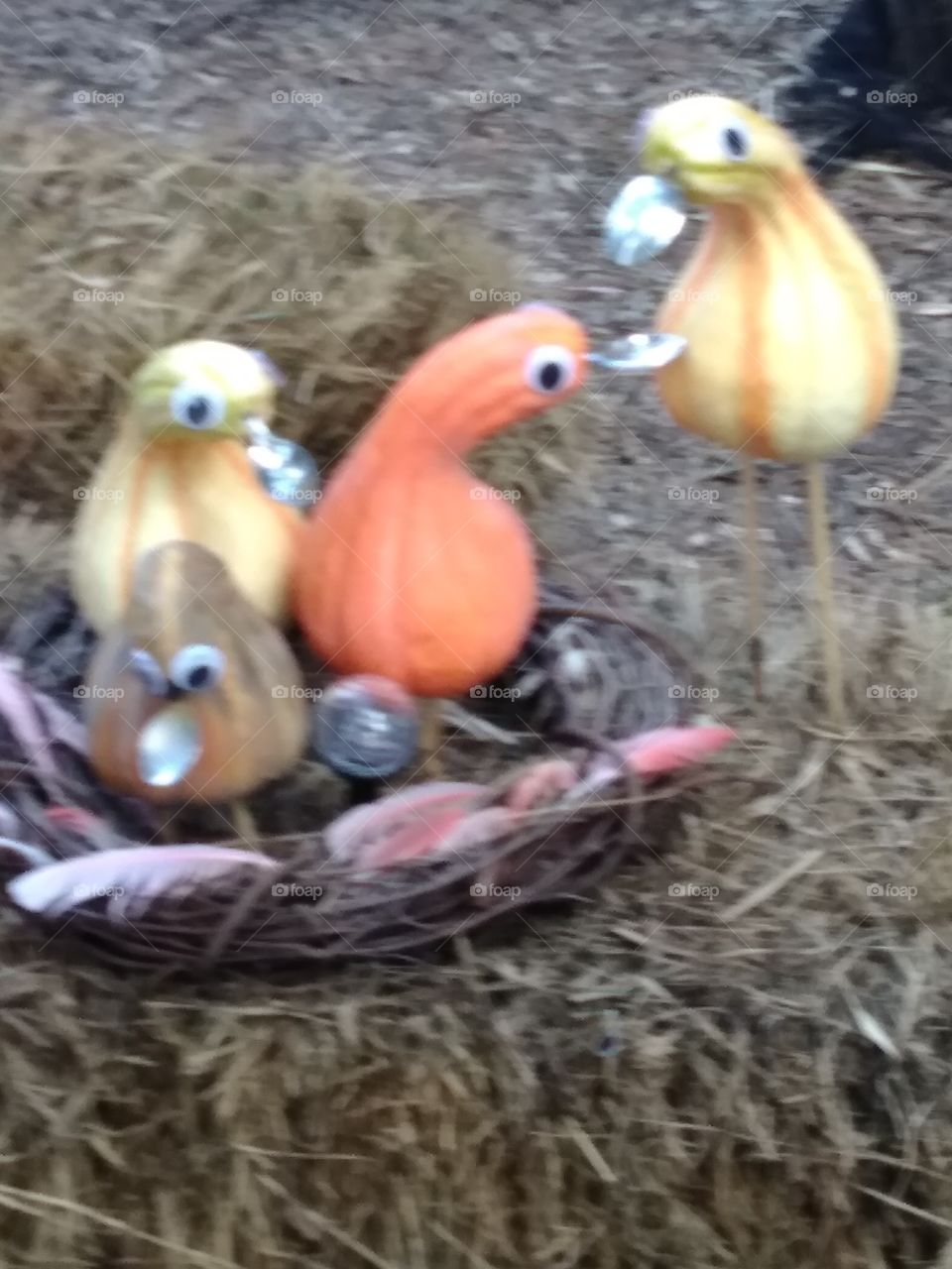 Wooden Bird Display