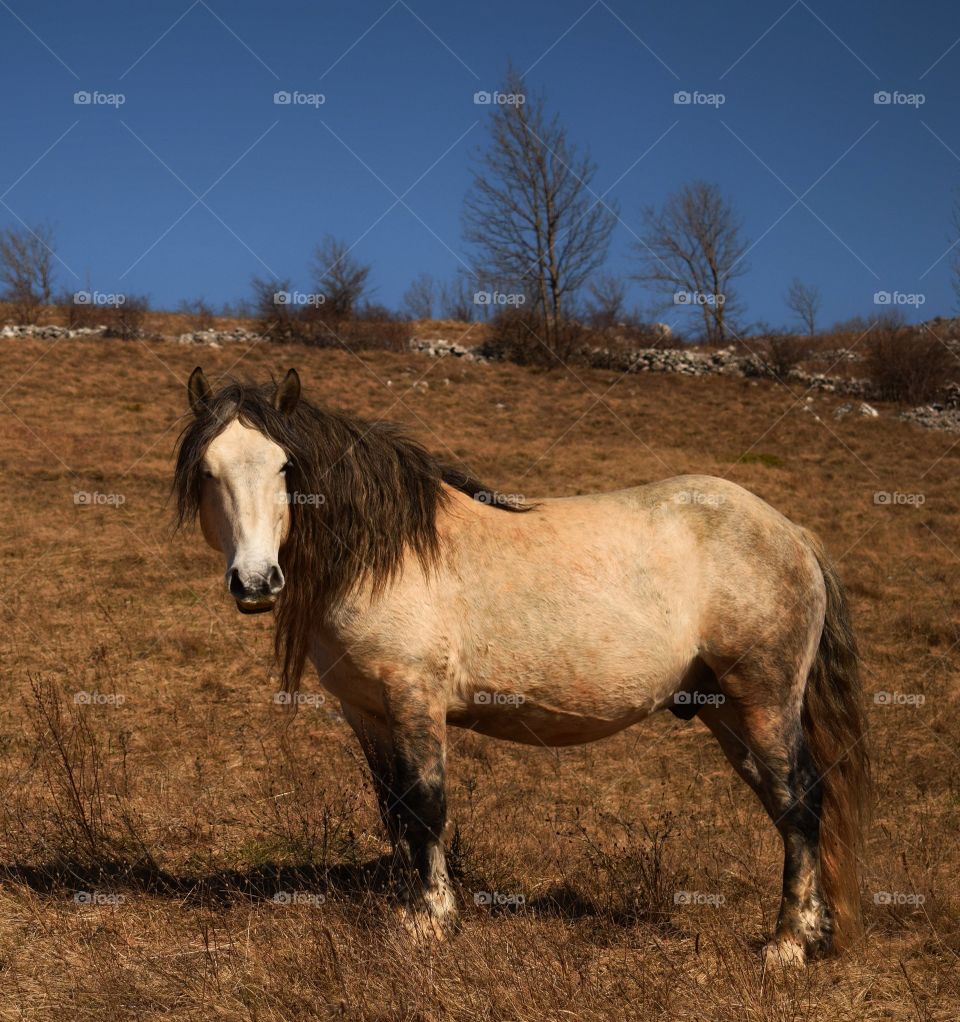 Beautiful wild horse