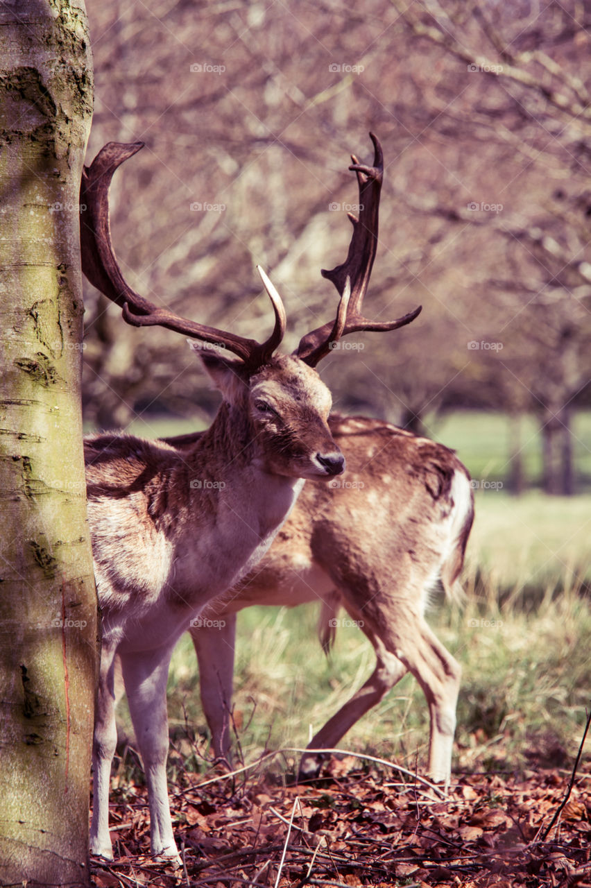 A beautiful deer in the park. Richmond park in London. Sweet animal portrait.