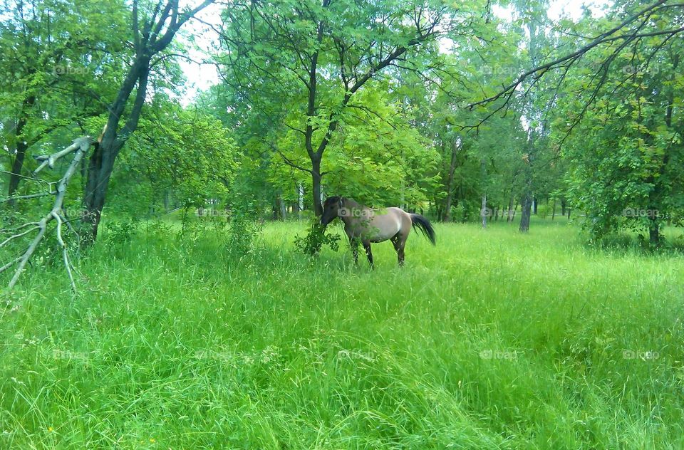 horse in green park