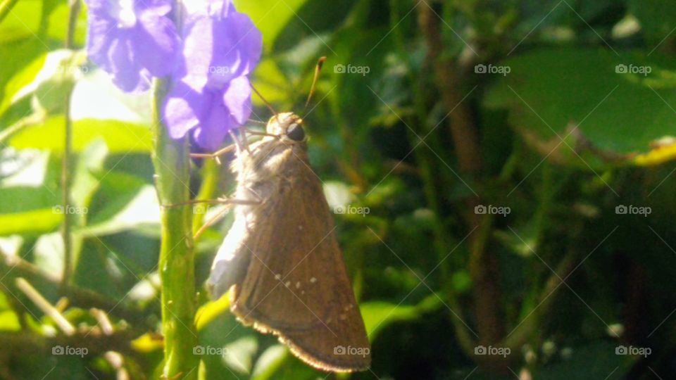 Butterflies suck on nectar
