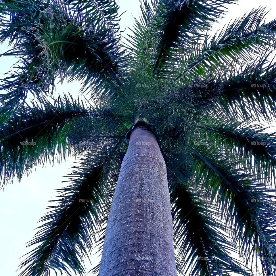 Royal palm