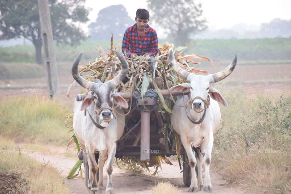 Take an oxen from the farm and return home to the farmer in the evening.