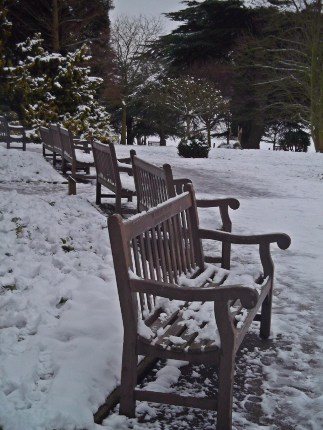 snow winter trees cold by tommygirl-uk
