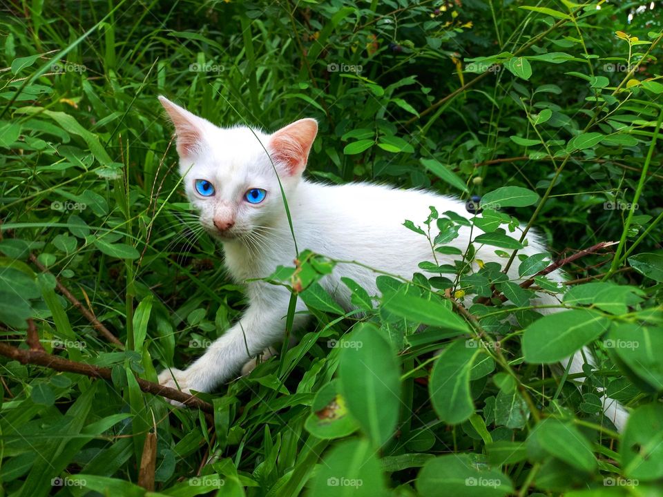 White kitten with beautiful eyes among the green grass