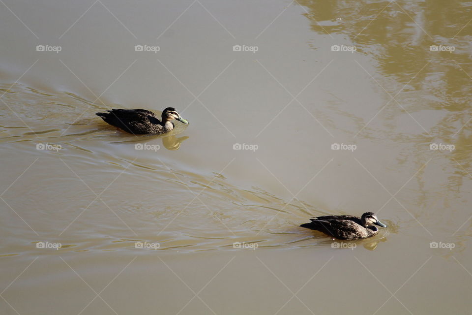 2 Ducks enjoying a peaceful paddle on the river