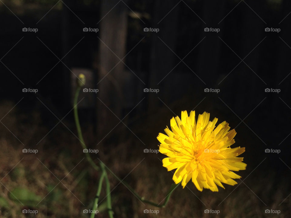 dandelion flower macro contrast by thepreissisright