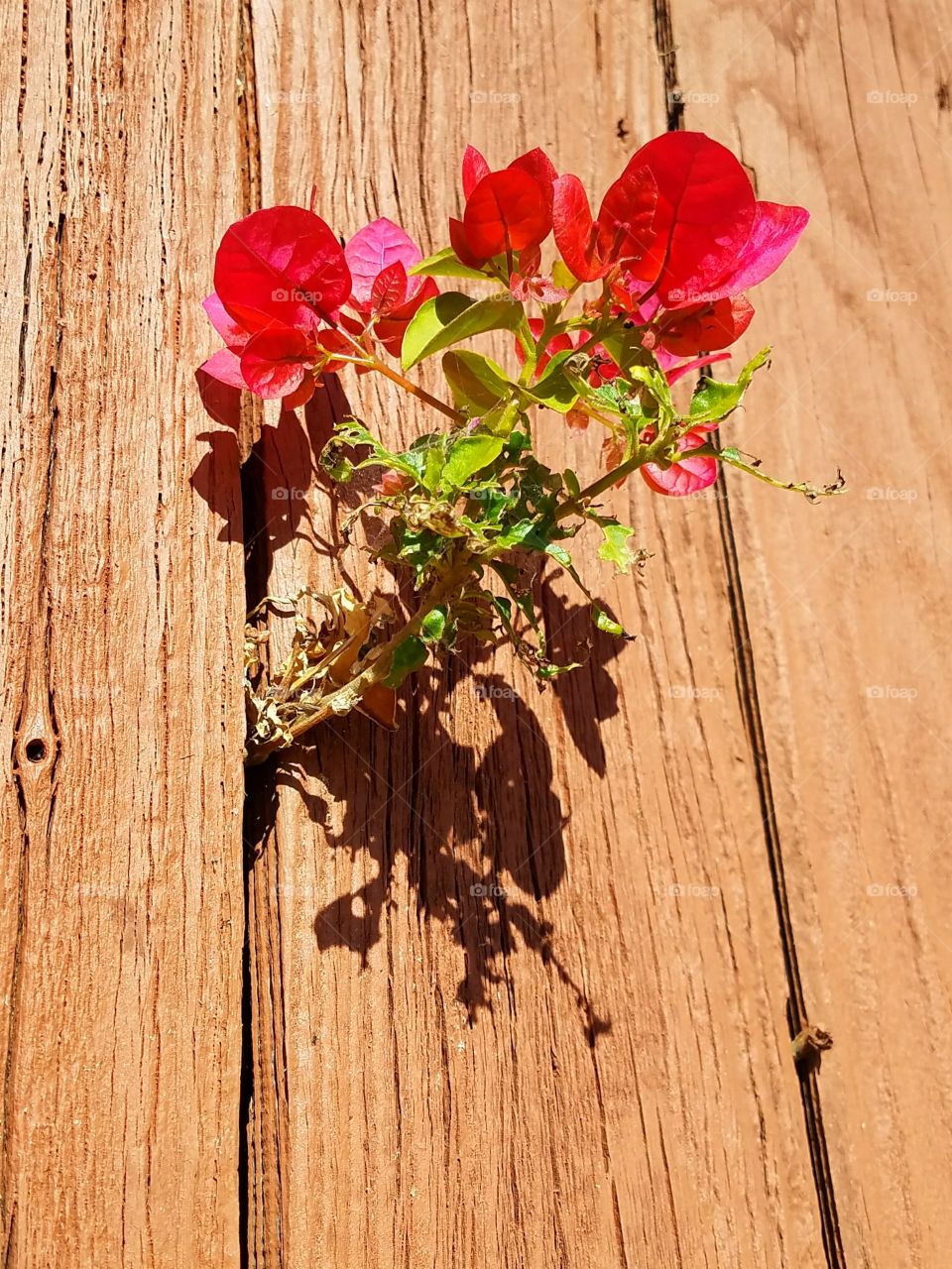 Bougainvillae peeking through fence.