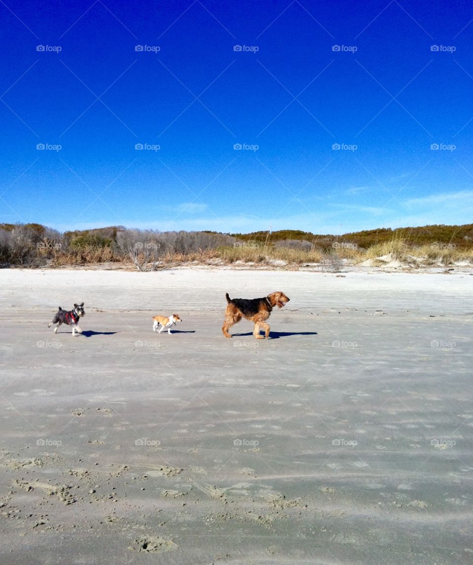 Dog parade on the beach. A trio of dogs march along the beach in South Carolina