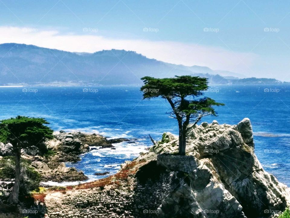 The famous lone Cypress in the Del Mar Forest, California.