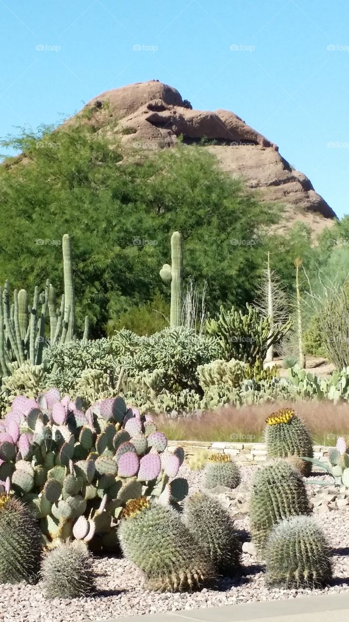 Arizona Botanical Gardens. First time seeing Arizona's beautiful outdoor gardens.