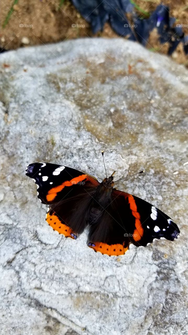 Red Admiral Butterfly