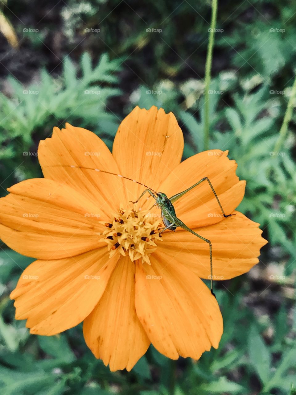 Small green grasshopper on orange cosmos 