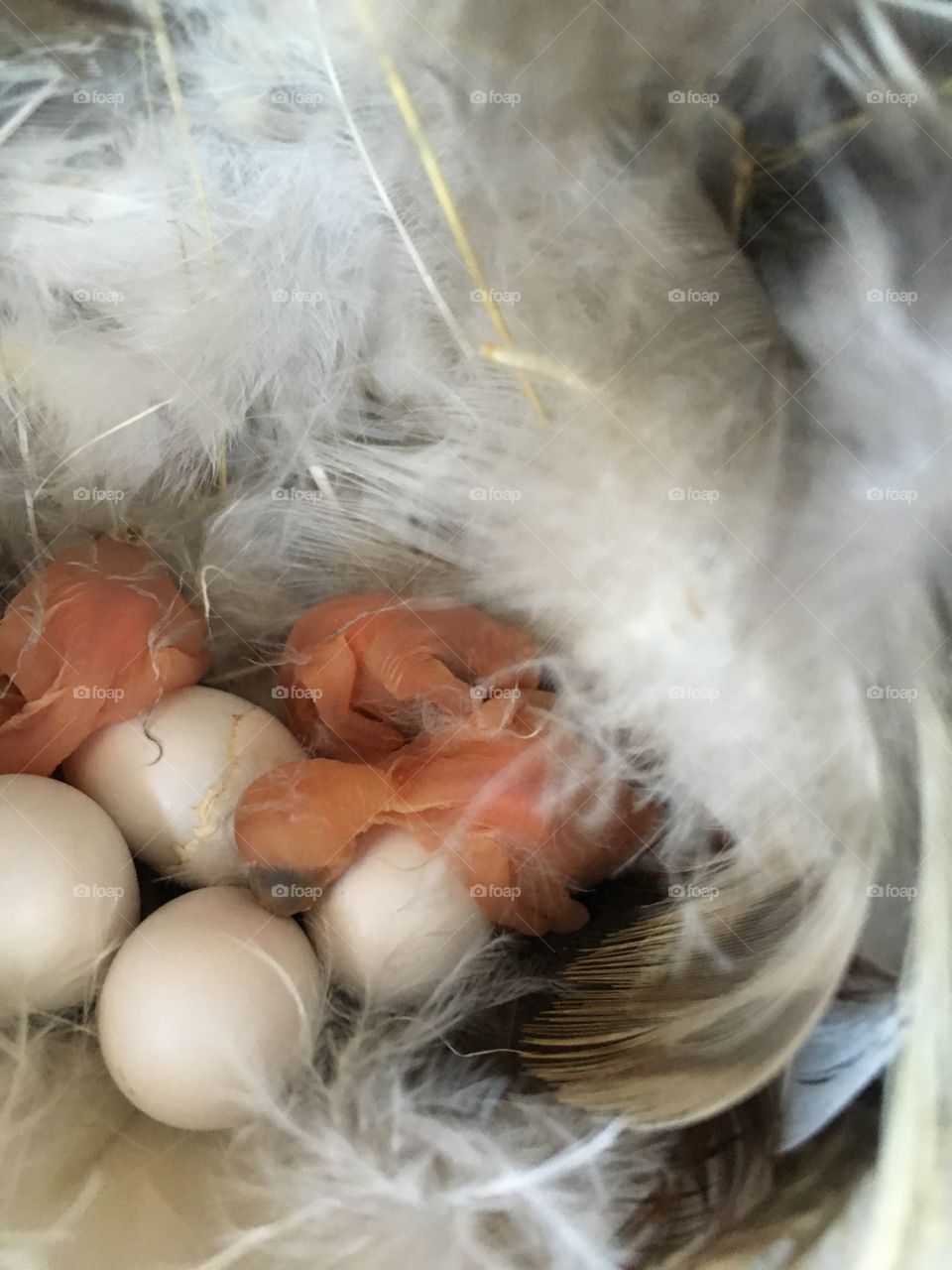 Baby swallows in nest with eggs. 