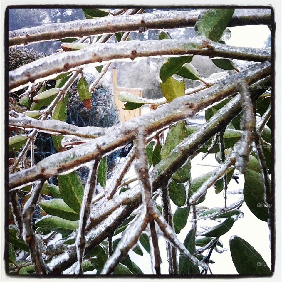 icy branches