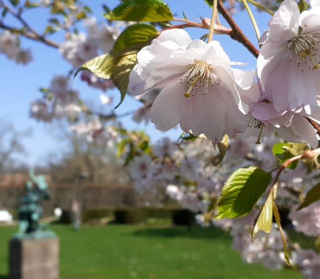 cherry blossom