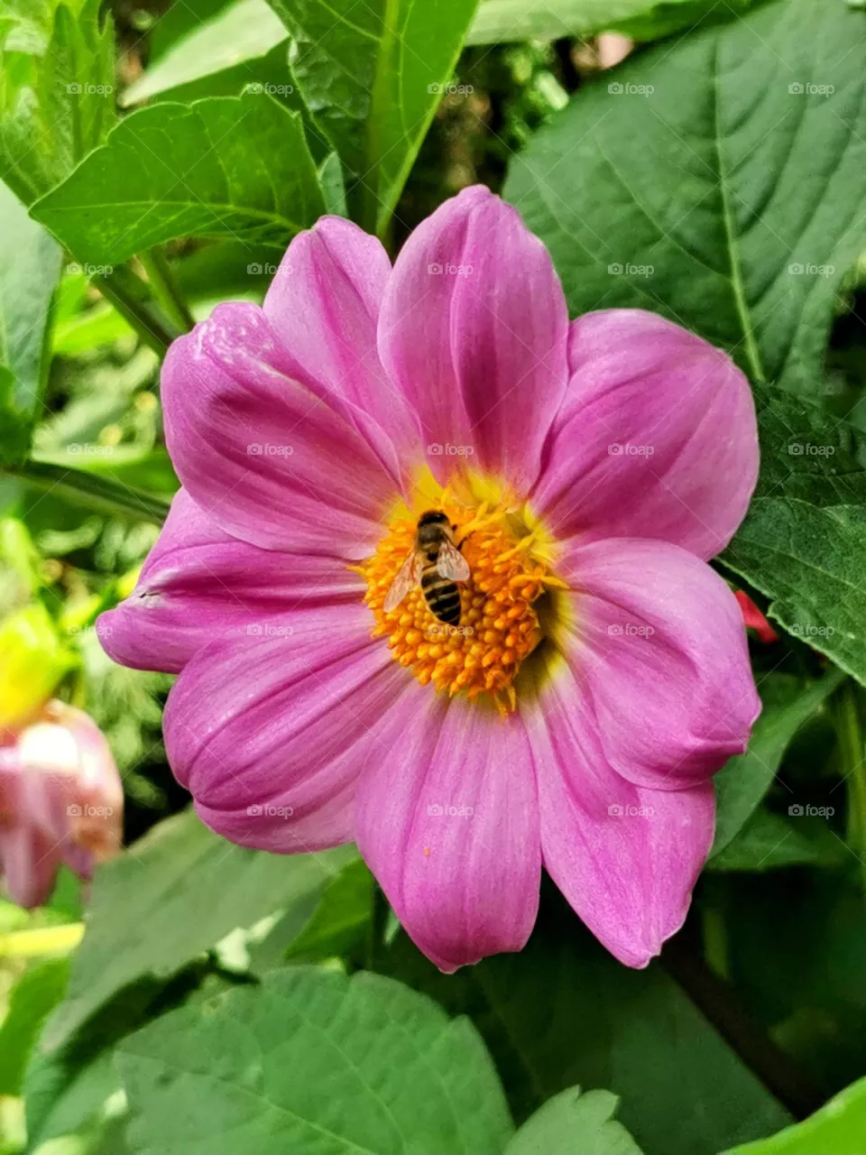 love from nature