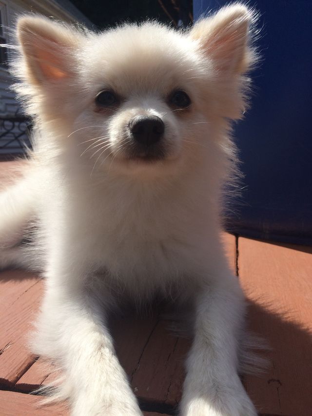 Puppy 