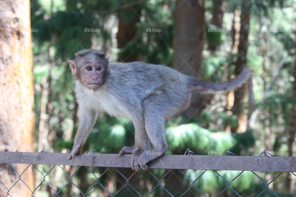 foap Gallery animals