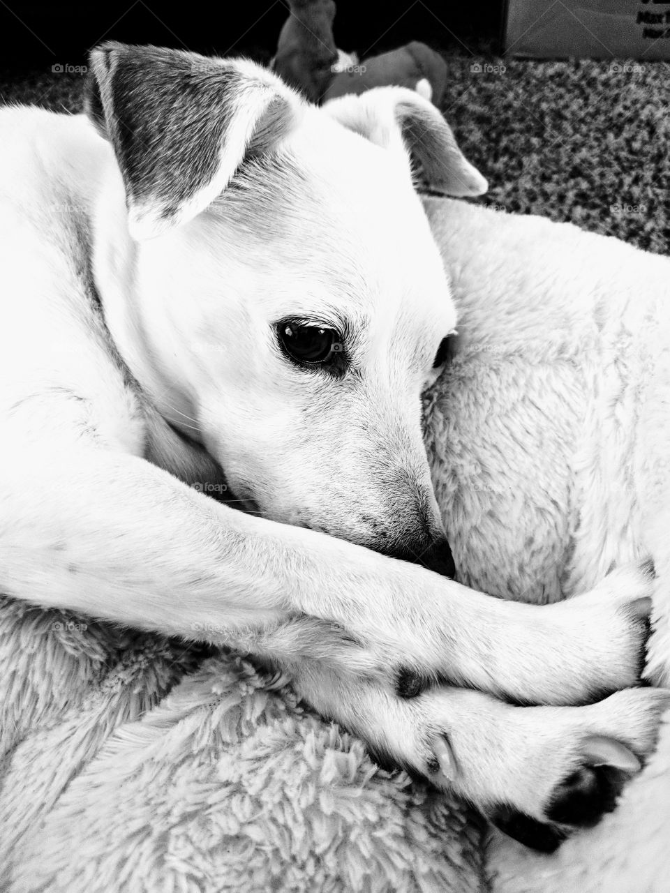 Jack Russell dog in black and white