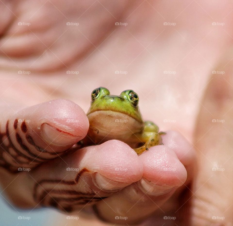 frog