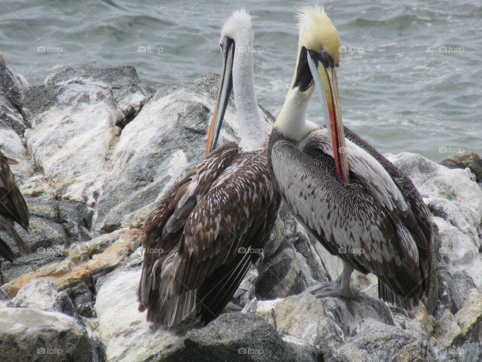 Pelicans in Chile 