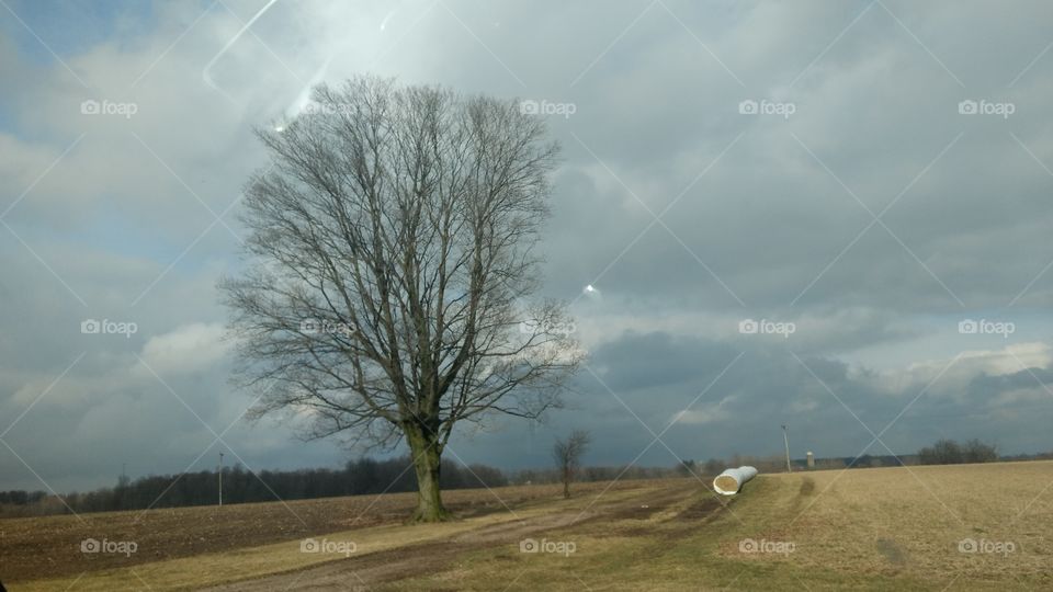Landscape, Tree, Nature, No Person, Grass