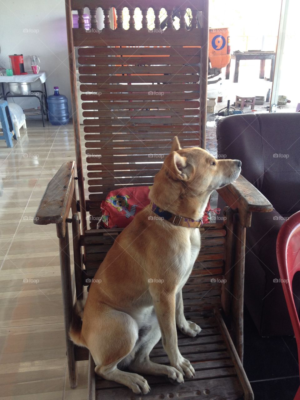 Thai dog sitting on wooden chair thai style. 