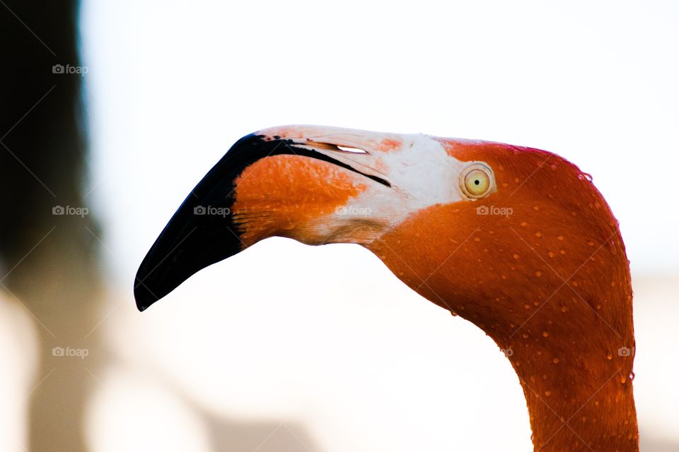 Extreme close-up of flamingo
