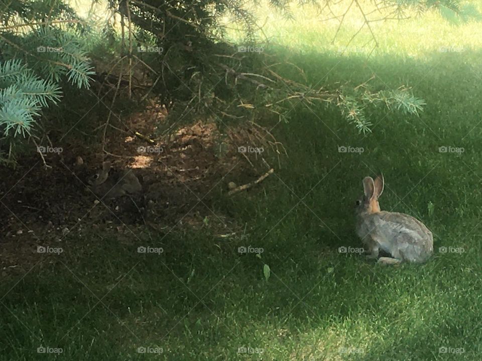 2 wild rabbits, playing in the shade of this tree, on a warm, sunny, summers day, can you see the one on the left, its camouflaged