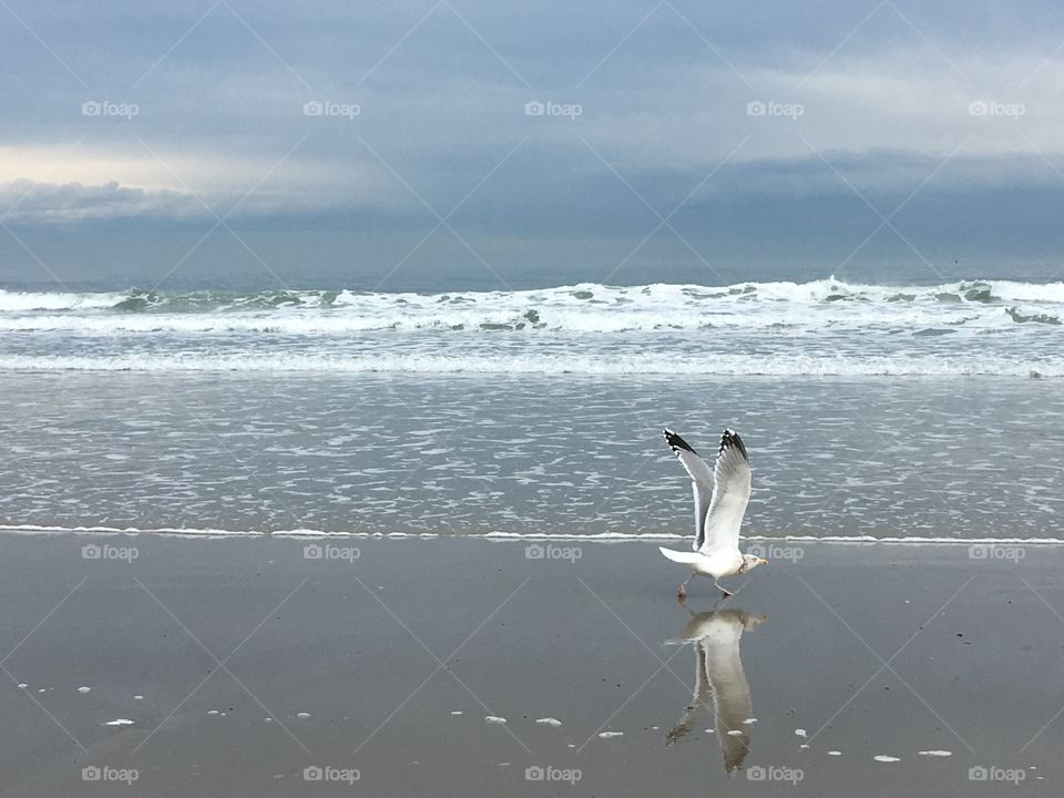 Seagull & the ocean