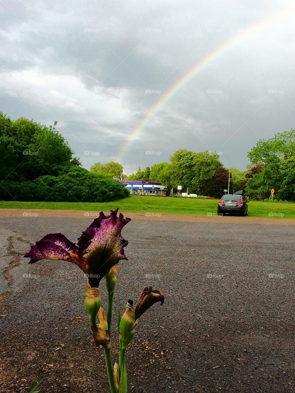 Flower with rainbow in background
