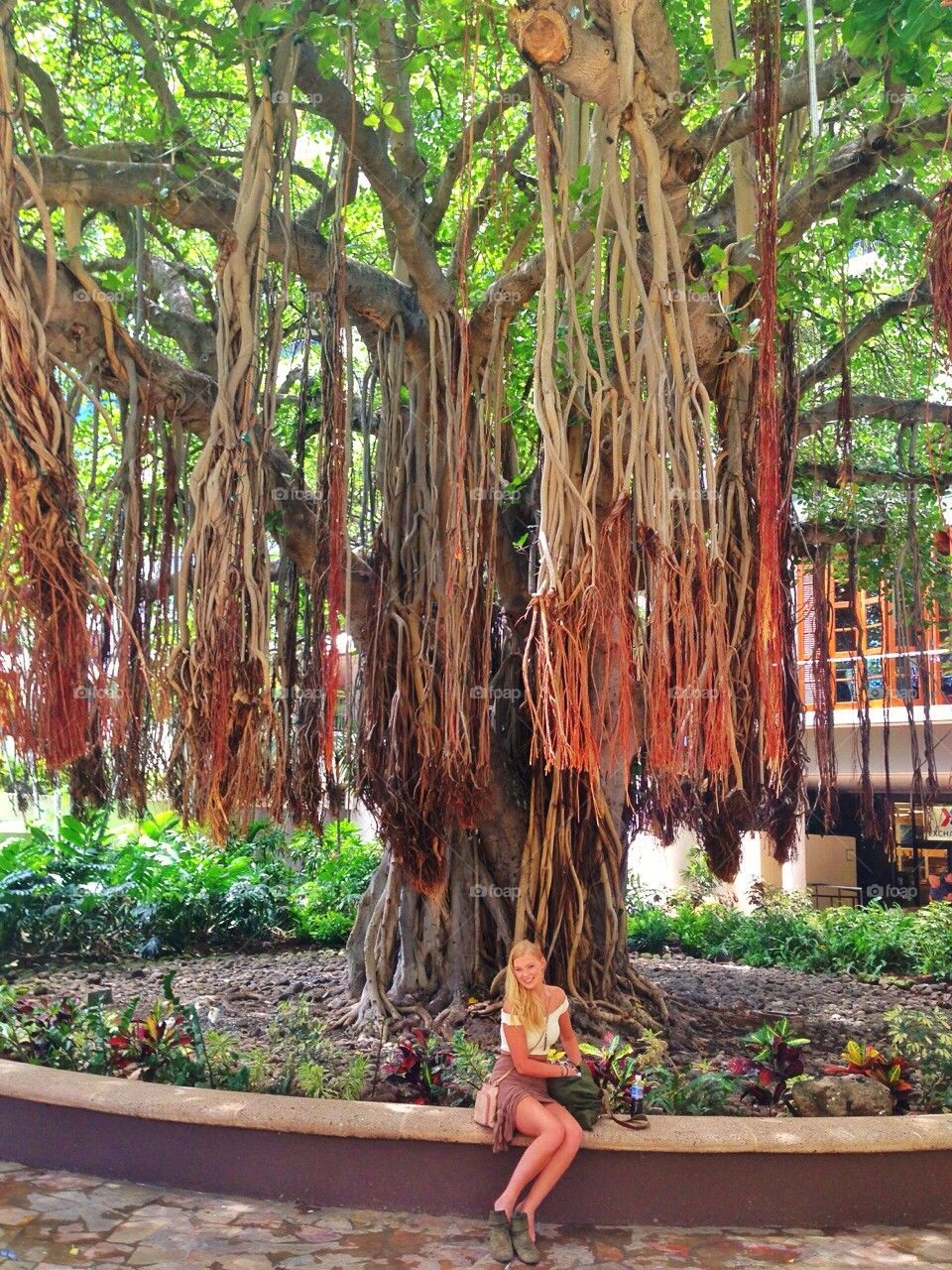 Under the banyan tree