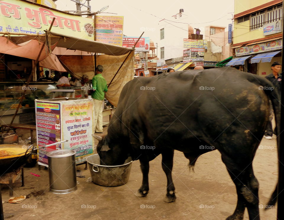 cow eating in the indian street