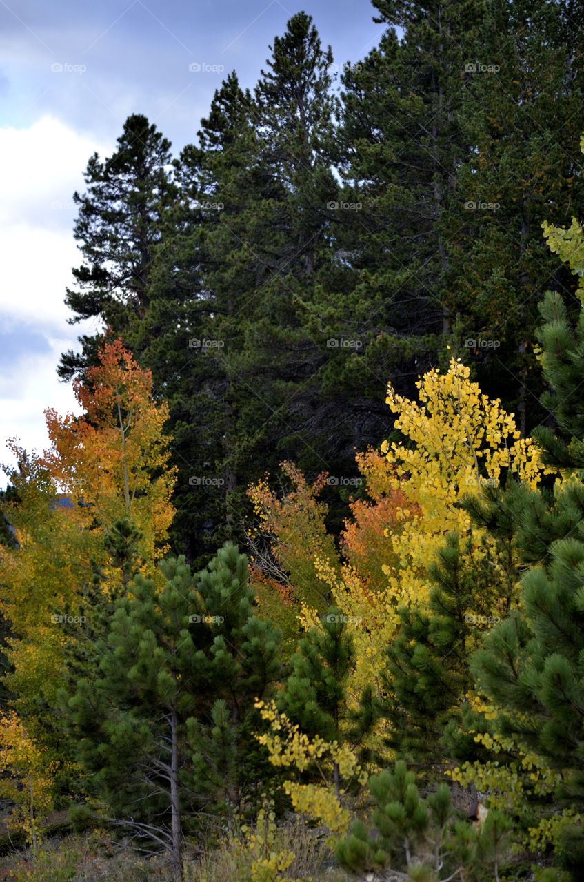 Colorfully Captivating