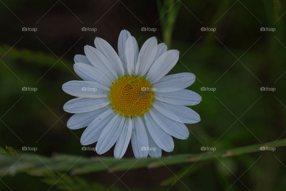 flower macro blume by jessyblue