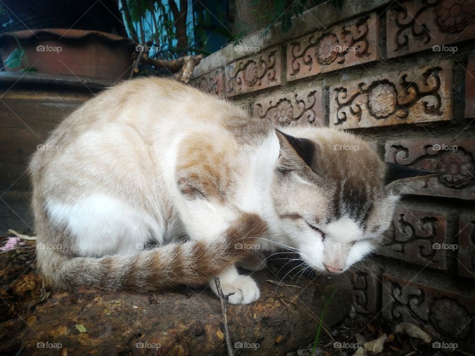 stray cat