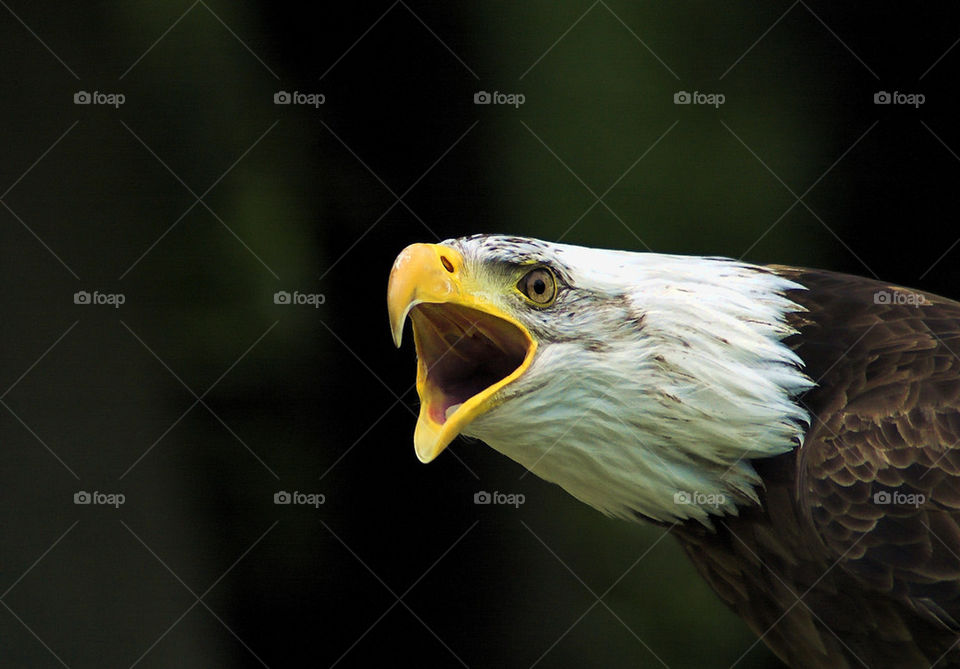 eagle