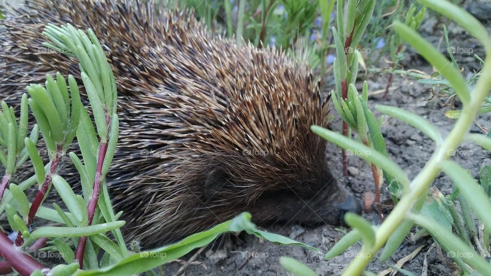 hedgehog