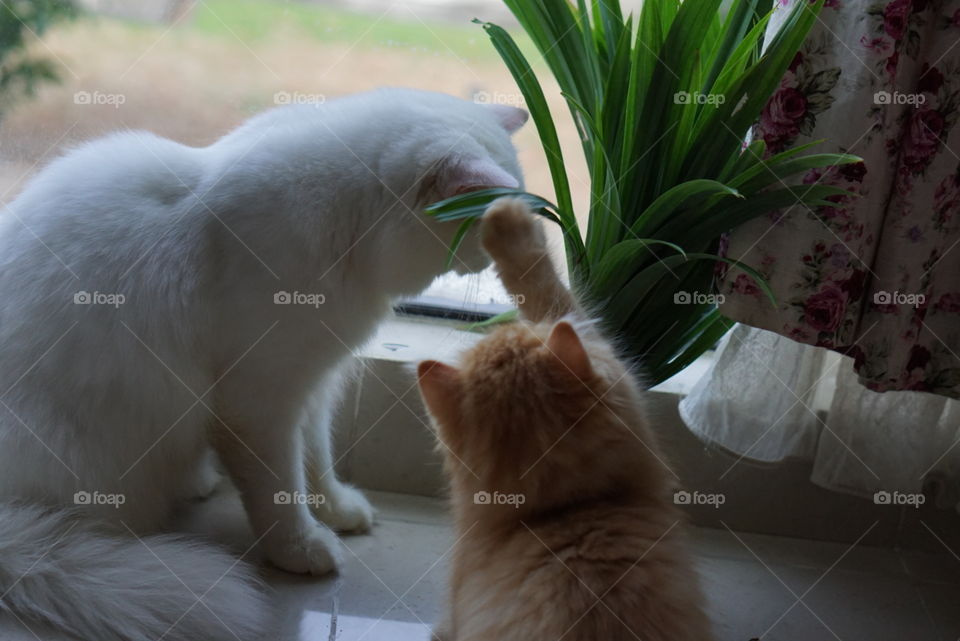 white and orange cat