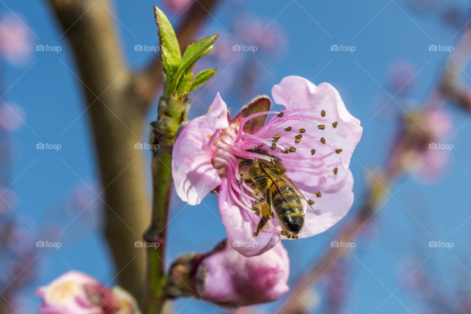 Peach flower with a bee against a clear sky.