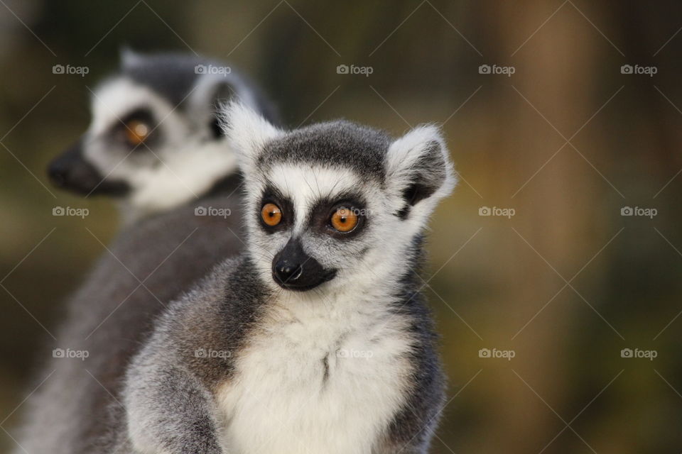 Lemur 