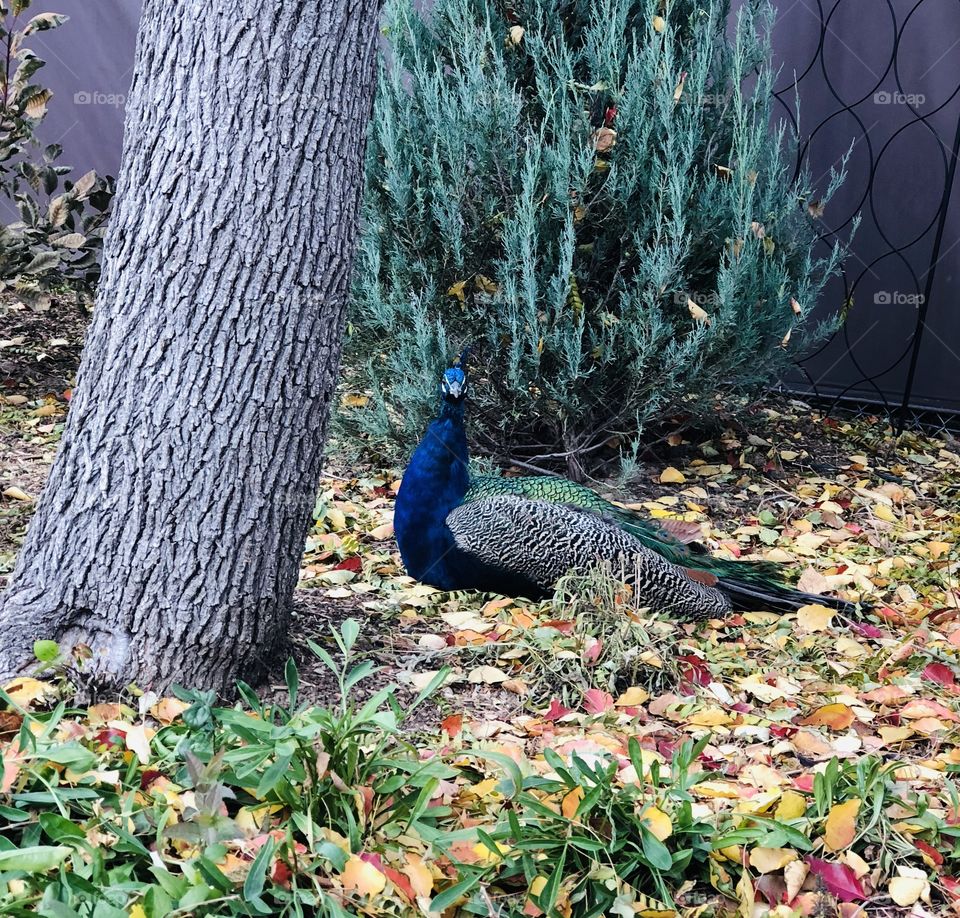 Fall peacock