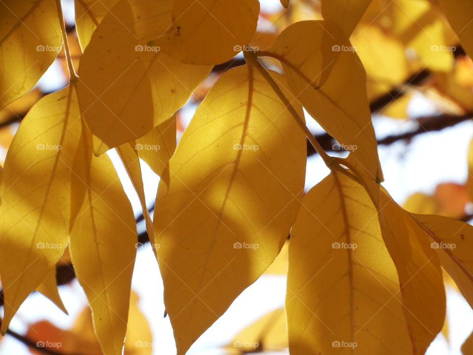 Yellow fall leaves 5. Yellow fall leaves on the tree 