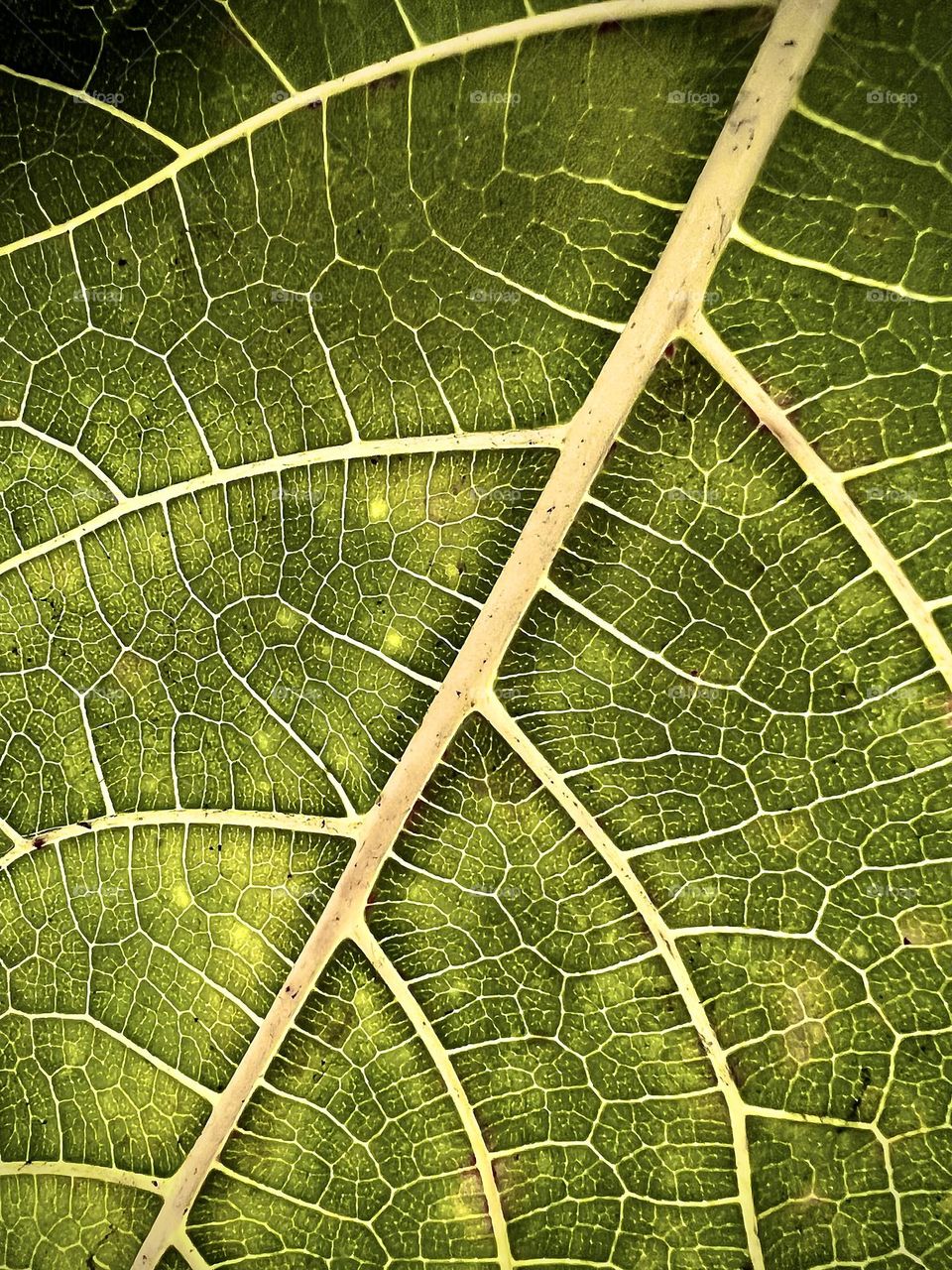 Leaf macro