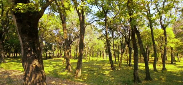 The Forest
