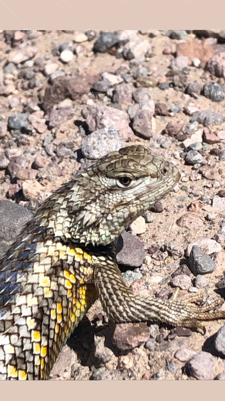 Spiny lizard close up